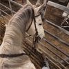 yellowmare04